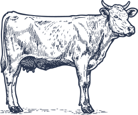 Cow SwiftMeats